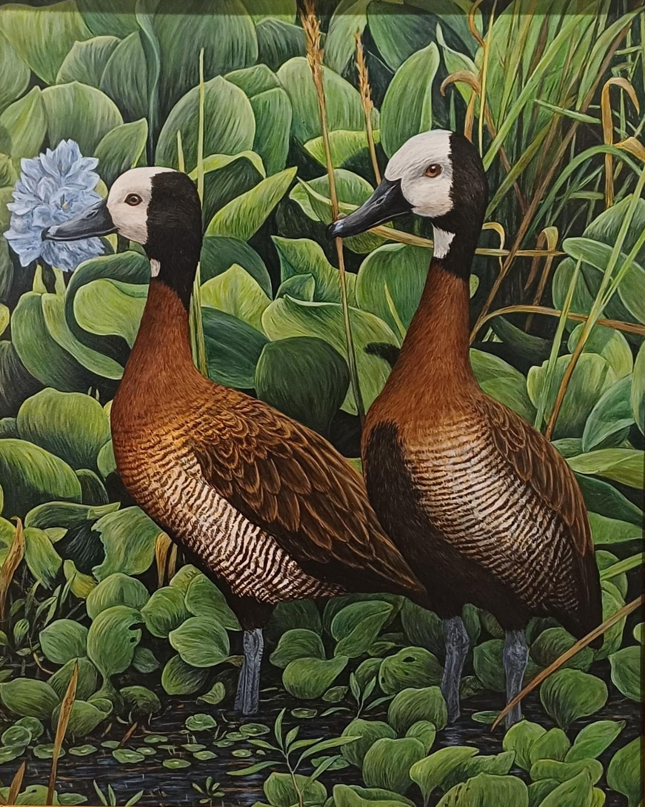 PATOS SIRIRI